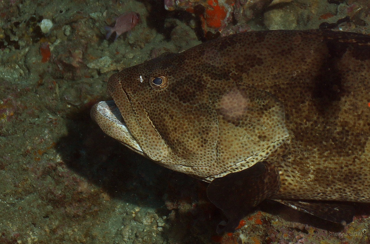 Thailand 2015 - Ko Tao - Merou Marron - Epinephelus fuscoguttatus _IMG_3509_rc.jpg